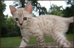 Cheetahsden Conrad