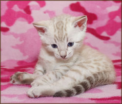 Cheetahsden Marshmallow