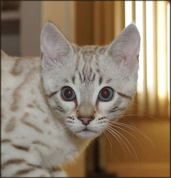 Cheetahsden Savannah