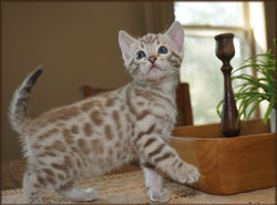 Cheetahsden Layla