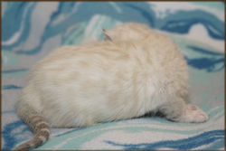 Cheetahsden Marshmallow