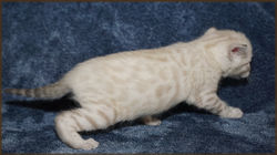 Cheetahsden Marshmallow