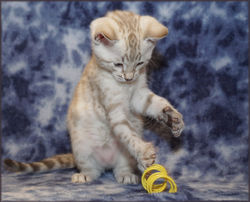 Cheetahsden Marshmallow