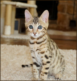 Cheetahsden Bruiser