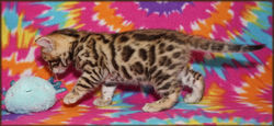 Cheetahsden Luke