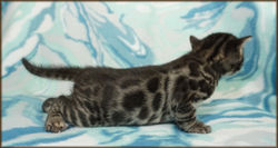 Cheetahsden Bengal Rowdy