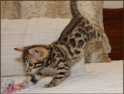 Cheetahsden Luke