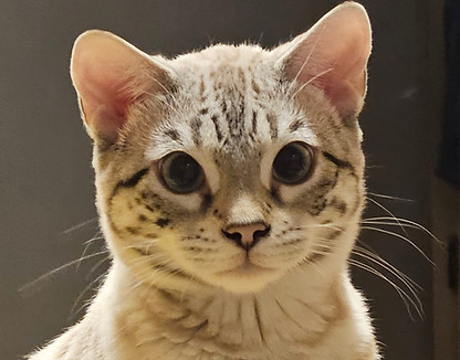 face.jpg