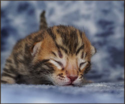 Cheetahsden Chester Cheeto