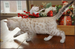 Cheetahsden Savannah