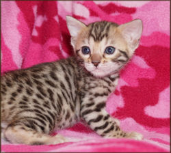 Bengal Cheetahsden Kiera