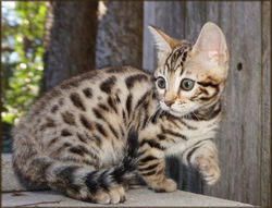 Bengal Cheetahsden Bengal Willow