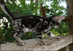 Cheetahsden Bengal Milo