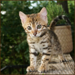 Cheetahsden Bengal Prudence