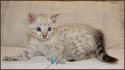 Cheetahsden Harvey