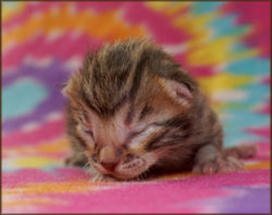 Cheetahsden Bengal Enzo