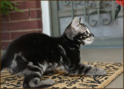 Cheetahsden Bengal Batman