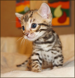 Bengal Cheetahsden Bengal Theo