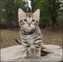 Bengal Cheetahsden Bengal Willow