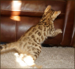 Bengal Kitten Cheetahsden Shayla