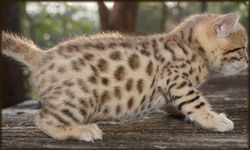 CheetahsCheetahsden Haloden Eve