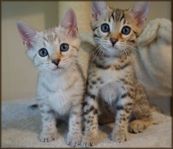 Cheetahsden Nala