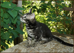 Cheetahsden Bengal Batman