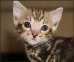 Cheetahsden Candy