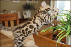 Cheetahsden Luke