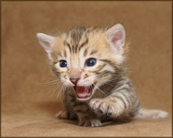 Cheetahsden Bengal Prudence