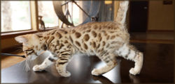 Bengal Cheetahsden Bengal Oscar
