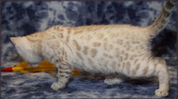 Cheetahsden Marshmallow