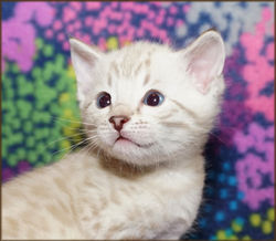 Cheetahsden Marshmallow