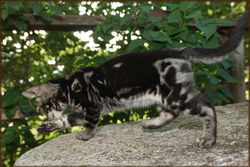 Cheetahsden Bengal Milo