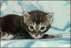 Cheetahsden Bengal Batman