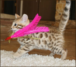 Bengal Cheetahsden Bengal Oscar