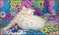 Cheetahsden Savannah