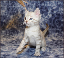 Cheetahsden Savannah