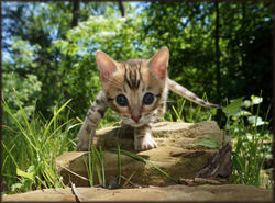 Cheetahsden Bruiser