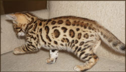 Bengal Cheetahsden Bengal Theo