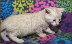 Cheetahsden Marshmallown Cream Puff