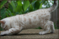 Cheetahsden Snowflake