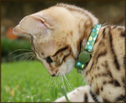 Cheetahsden Bruiser
