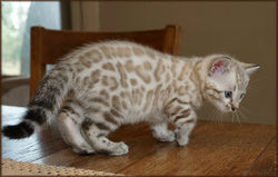 Cheetahsden Kimber