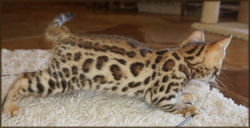 Bengal Cheetahsden Bengal Theo