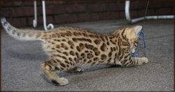 Cheetahsden Soft-Paws
