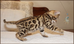 Cheetahsden Luke