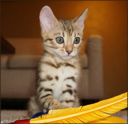 Bengal Kitten Cheetahsden Shayla