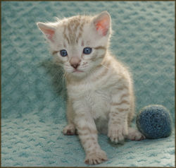 Cheetahsden Fieldersden Rudolph