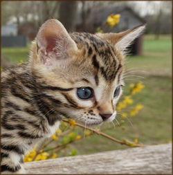 Cheetahsden Bengal Enzo